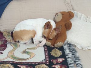 Cricket loves to sleep with this old teddy bear.
