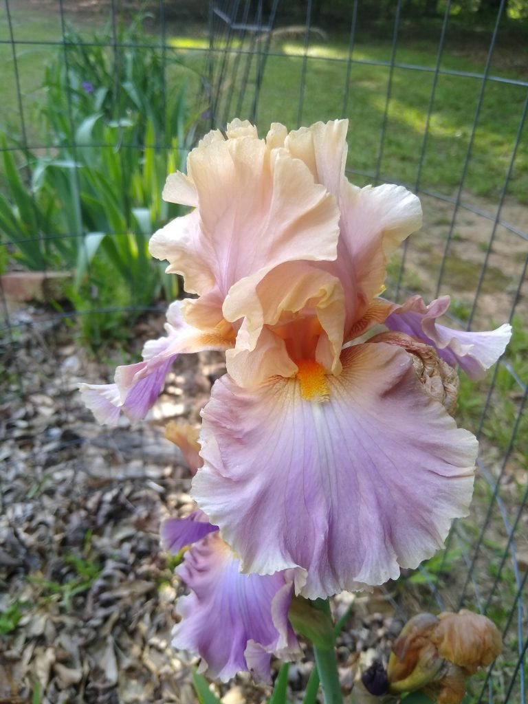 Sunset Iris